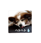 Papillon ron photo stamp（個別スタンプ：8）