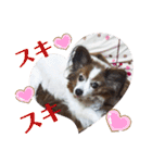 Papillon ron photo stamp（個別スタンプ：9）