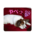 Papillon ron photo stamp（個別スタンプ：12）