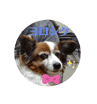 Papillon ron photo stamp（個別スタンプ：14）