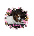 Papillon ron photo stamp（個別スタンプ：15）