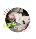 ちゃんまる。スタンプ2（個別スタンプ：2）