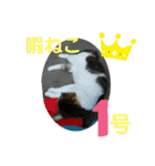 ちゃんまる。スタンプ2（個別スタンプ：3）