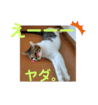 ちゃんまる。スタンプ2（個別スタンプ：6）