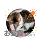ちゃんまる。スタンプ2（個別スタンプ：7）