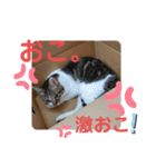 ちゃんまる。スタンプ2（個別スタンプ：8）