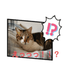 ちゃんまる。スタンプ2（個別スタンプ：12）