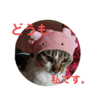 ちゃんまる。スタンプ2（個別スタンプ：13）