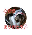 ちゃんまる。スタンプ2（個別スタンプ：14）