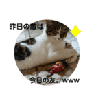 ちゃんまる。スタンプ2（個別スタンプ：16）