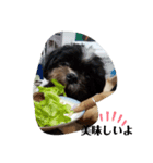 楓乃Pんちの3姉兄妹 1（個別スタンプ：2）