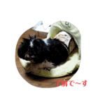 楓乃Pんちの3姉兄妹 1（個別スタンプ：6）