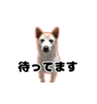 【日常使い】犬のコロスケ（個別スタンプ：5）