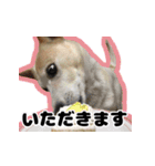 【日常使い】犬のコロスケ（個別スタンプ：7）