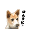 【日常使い】犬のコロスケ（個別スタンプ：9）