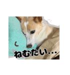 【日常使い】犬のコロスケ（個別スタンプ：18）