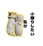 【日常使い】犬のコロスケ（個別スタンプ：21）