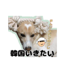 【日常使い】犬のコロスケ（個別スタンプ：23）