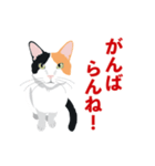 博多弁を喋る三毛猫（個別スタンプ：5）