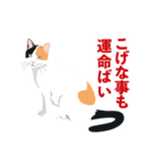 博多弁を喋る三毛猫（個別スタンプ：11）