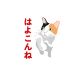 博多弁を喋る三毛猫（個別スタンプ：12）