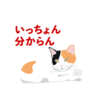 博多弁を喋る三毛猫（個別スタンプ：22）