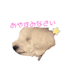 ビションフリーゼのラム（個別スタンプ：2）