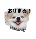 チワワのたくわんのスタンプ②（個別スタンプ：1）