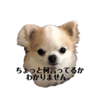 チワワのたくわんのスタンプ②（個別スタンプ：6）