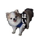 チワワのたくわんのスタンプ②（個別スタンプ：16）