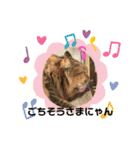 にゃんかイイ感じ〜（個別スタンプ：24）