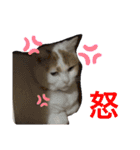バズ＆メイ Part1（個別スタンプ：5）