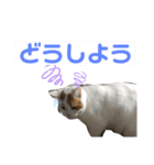 バズ＆メイ Part1（個別スタンプ：16）