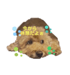 我が家の癒やしイッヌ（個別スタンプ：15）