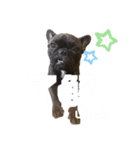 フレブル こんぶ2（個別スタンプ：20）