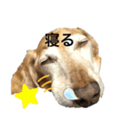ダックスリッチのまったりスタンプ（個別スタンプ：3）