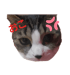 にゃんこのララスタンプ2（個別スタンプ：5）