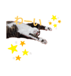 にゃんこのララスタンプ2（個別スタンプ：7）