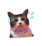 にゃんこのララスタンプ2（個別スタンプ：8）