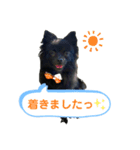 ポメチワのぽち（個別スタンプ：3）