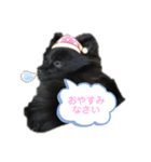 ポメチワのぽち（個別スタンプ：8）