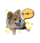 チャロすたんぷ2（個別スタンプ：5）