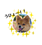 チャロすたんぷ2（個別スタンプ：13）