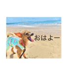 ときどき博多弁ごんちゃんの一生（個別スタンプ：1）