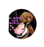 ときどき博多弁ごんちゃんの一生（個別スタンプ：8）