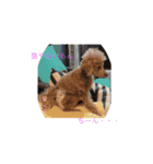ときどき博多弁ごんちゃんの一生（個別スタンプ：12）