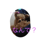 ときどき博多弁ごんちゃんの一生（個別スタンプ：13）