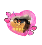 ヨーキーのモコちゃん（個別スタンプ：6）