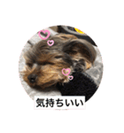 ヨーキーのモコちゃん（個別スタンプ：18）