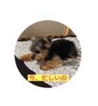 ヨーキーのモコちゃん（個別スタンプ：19）